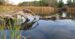 Grand river conservation authority wetland